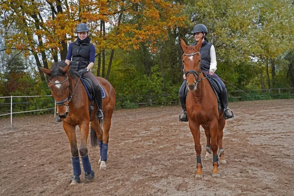 Shooting Horses Oldenburg Mare Rhinelander Gelding Riders Autumn Bavaria lizenzfreie Stockfotos