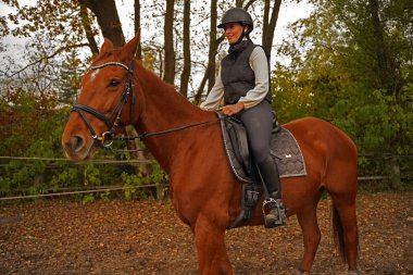 red-brown Oldenburg mare and rider training on the riding ground in Bavaria 