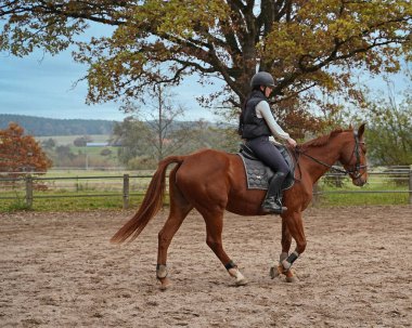 Training with the red-brown Oldenburg mare on a riding arena in autumn