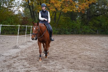 Training with the red-brown Oldenburg mare on a riding arena in autumn
