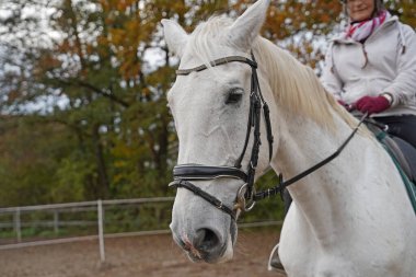 Photoshooting with white horse on a riding ground in Bavaria