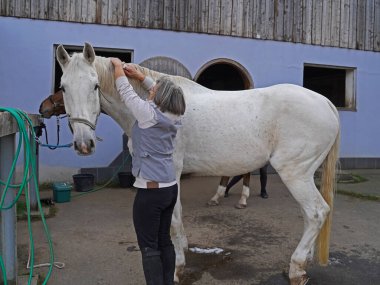 Preparation of white horse before training, from grooming to saddling