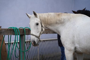 Preparation of white horse before training, from grooming to saddling