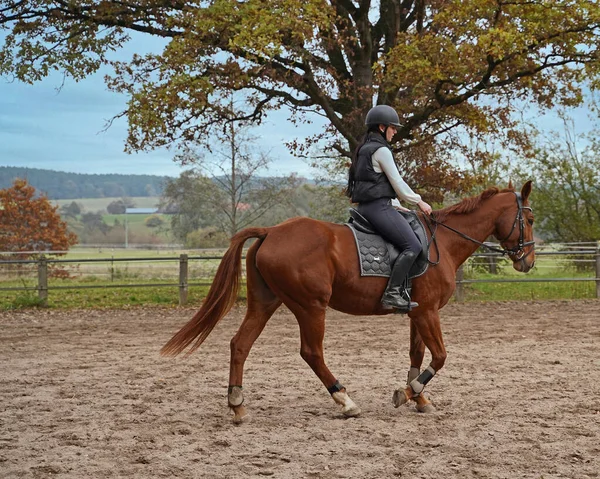 stock image Training with the red-brown Oldenburg mare on a riding arena in autumn