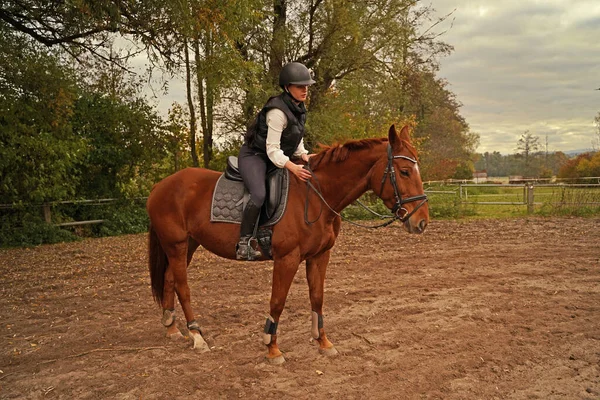 秋天和红褐色的奥尔登堡母马在骑马场训练 图库照片