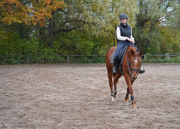 巴伐利亚的红褐色奥尔登堡母马和骑手训练 图库图片