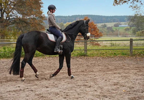 巴伐利亚马场的黑马和骑手训练 免版税图库图片