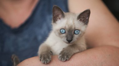 Küçük bir siyam kedisine elele tutuşmuş
