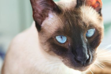 Mavi gözlü Siyam kedisi