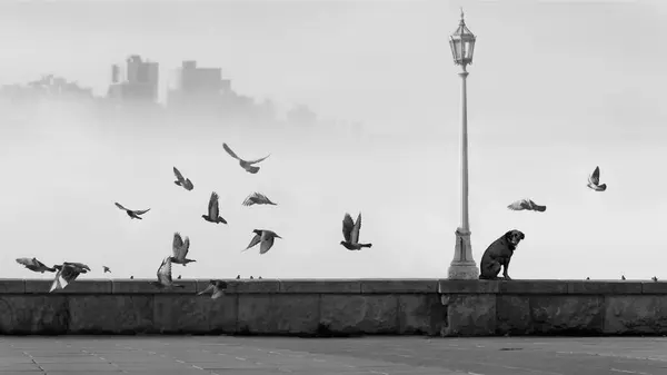 stock image lonely stray dog  sitting on parapet of promenade and pigeons  flying on foggy cityscape background in black and white