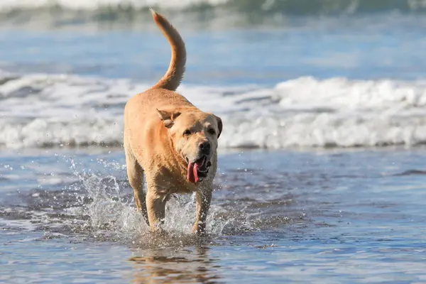 Şişman Labrador Retriever sahilde okyanusta yürüyor.