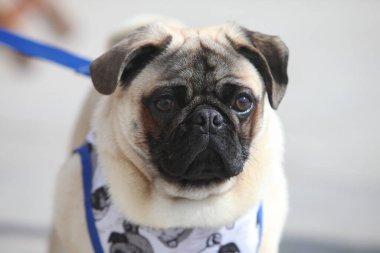 Sokaktaki bir köpek portresi.