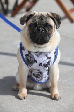 Sokaktaki bir köpek portresi.