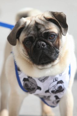 Sokaktaki bir köpek portresi.