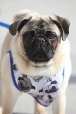 Sokaktaki bir köpek portresi.