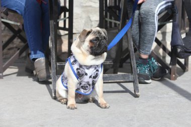 Açık kafede, masanın yanında oturan bir köpek. Arka planda insan bacakları olan