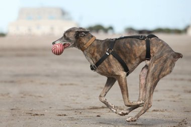 a greyhound dog runs on a sandy beach carrying a ball clipart