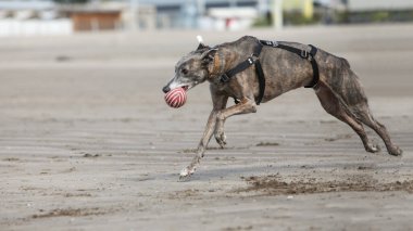 galgo dog runs carrying a ball on the beach clipart