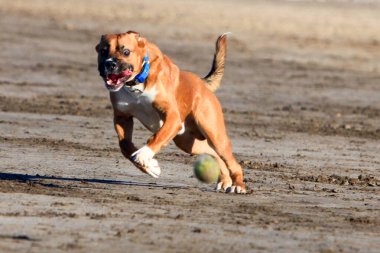  Sahilde koşan boksör köpeğini komik bir ifadeyle topla yakala ve ağzını aç.