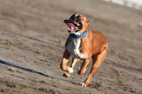  Sahilde koşan boksör köpeğini komik bir ifadeyle topla yakala ve ağzını aç.