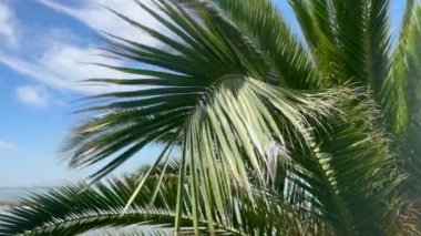 Sahildeki palmiye ağacının arkasında mavi gökyüzü ve okyanus var.