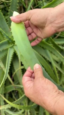 Aloe Vera bitkisine dokunan yaşlı kadının elleri yakın plan.