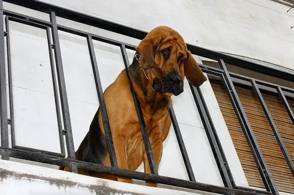 Hüzünlü Meraklı Kan Tazısı köpeği sahibini beklerken balkondan aşağı bakar.