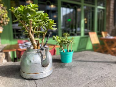 Arka planda verandası ve diğer yeşillikleri olan eski, paslı bir çaydanlıkta küçük bir bitki..