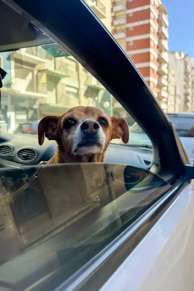 Kafası arabanın camından dışarı fırlamış, açık havada esintinin tadını çıkarıyor..