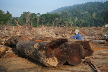 Kuantan, Malezya - 18 Eylül 2022: Kuantan 'da güvenli ekipman koruması olmadan çalışan bir oduncu.