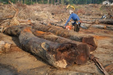 Kuantan, Malezya - 18 Eylül 2022: Kuantan 'da güvenli ekipman koruması olmadan çalışan bir oduncu.