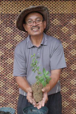 Asyalı bonsai sanatçısı bonsai ağacının saksısını değiştiriyor. Bougainvillea ağacı.
