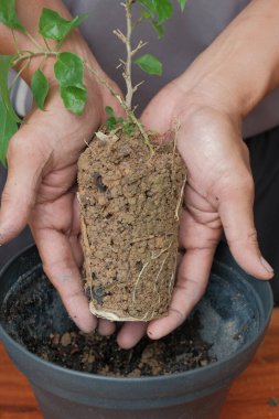 Asyalı bonsai sanatçısı bonsai ağacının saksısını değiştiriyor. Bougainvillea ağacı.