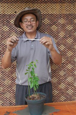 Asyalı bonsai sanatçısı bonsai ağacının saksısını değiştiriyor. Bougainvillea ağacı.