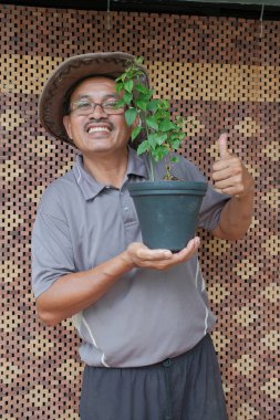 Asyalı bonsai sanatçısı bonsai ağacının saksısını değiştiriyor. Bougainvillea ağacı.