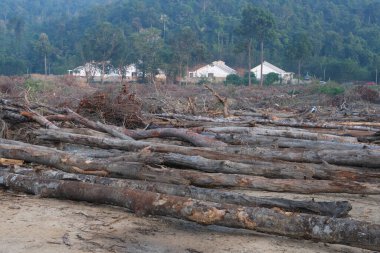 Yasadışı orman yok etme bölgeleri. Odun kesmek ve çevreye zarar vermek..