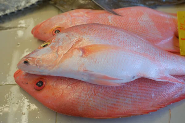 Fresh Red Snapper Fish Market — Stock Photo, Image