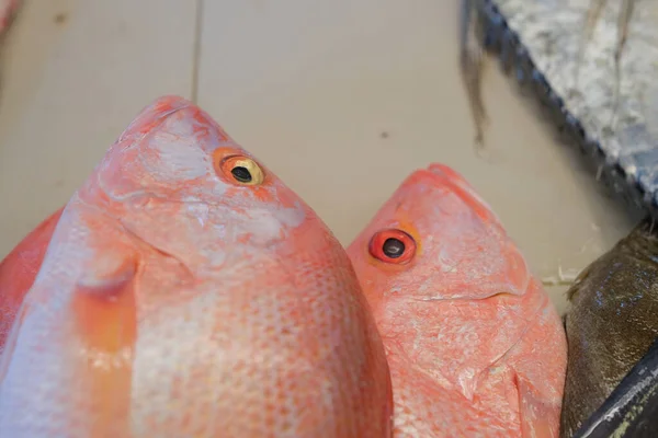 stock image Fresh red snapper fish on the market