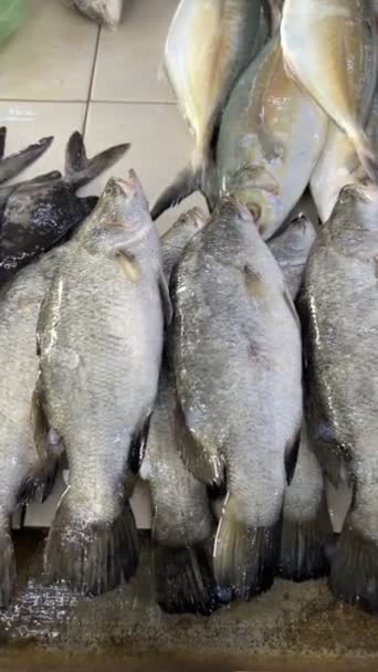Свіжа Риба Продаж Рибному Ринку — стокове відео