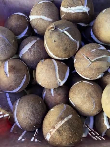 시장에서 신선한 코코넛 — 비디오