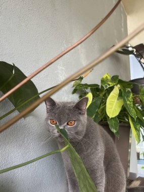 Bitkinin yakınında gri bir İngiliz kısa saç kedisini çok güzel çekmişsin.