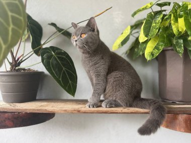 Bitkinin yakınında gri bir İngiliz kısa saç kedisini çok güzel çekmişsin.