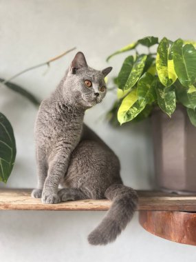 Bitkinin yakınında gri bir İngiliz kısa saç kedisini çok güzel çekmişsin.