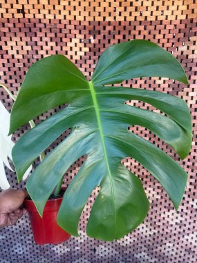 Monstera Albo bitki üretimi kesitlerle