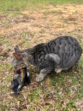 Kedi bir kuş avladı. Yavru kedi kuşu yakaladı.