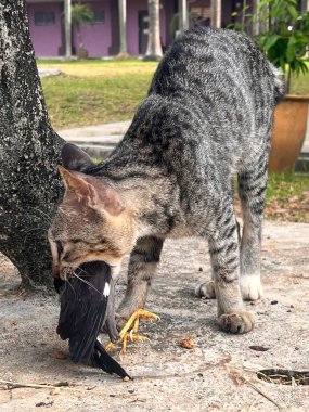 Kedi bir kuş avladı. Yavru kedi kuşu yakaladı.