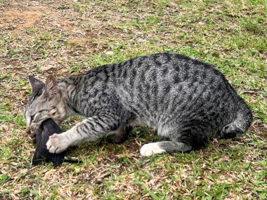 Kedi bir kuş avladı. Yavru kedi kuşu yakaladı.