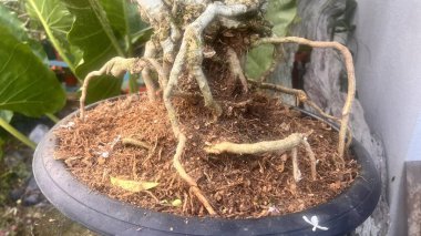 Adam bonsai köklerini makasla buduyor.