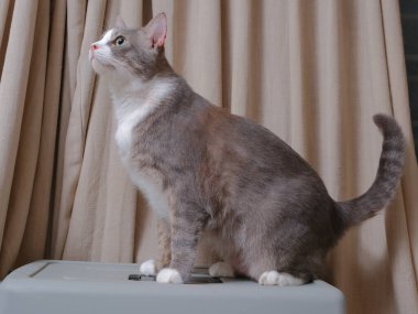 Parlak turuncu gözlü İngiliz Kısa Saçlı kedi yavrusuna yaklaş.