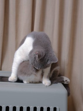 Şirin mavi ve beyaz İngiliz Shorthair kedisi yan yana oturuyor.